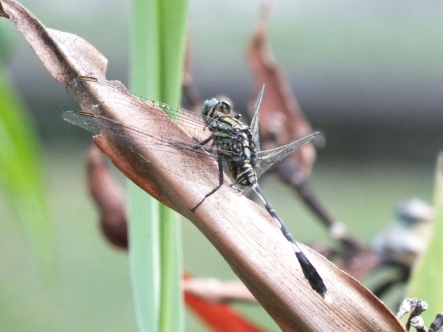 Drangonfly