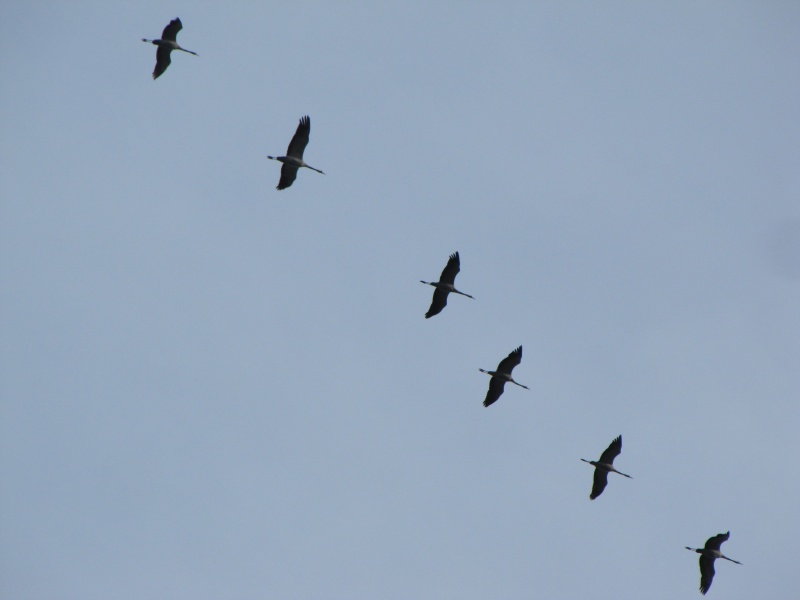 Cranes - Grues