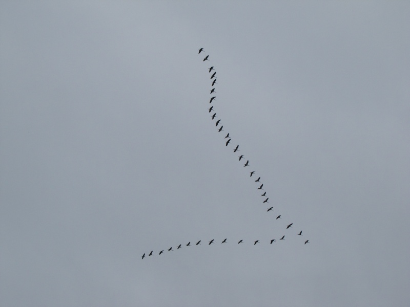Cranes - Grues