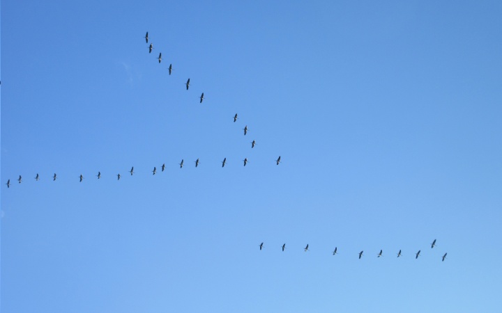Cranes - Grues