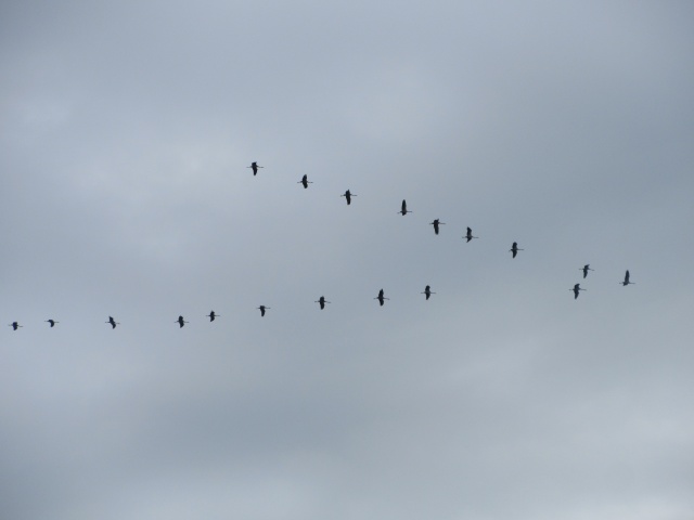 Cranes - Grues