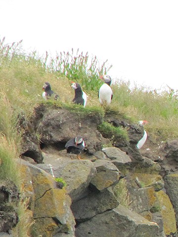 Macareux Puffins