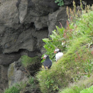 Macareux Puffins