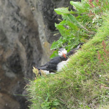 Macareux Puffins
