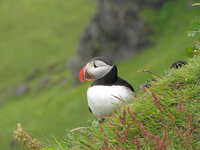 Puffin macareux lundi