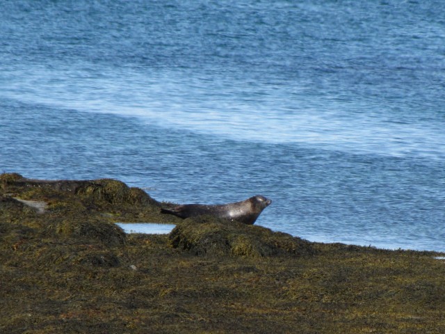 Icelandic seals