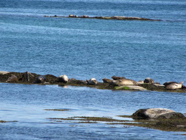 Icelandic seals