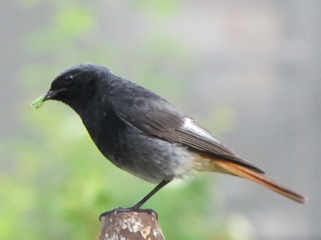 BLACK REDSTARTS