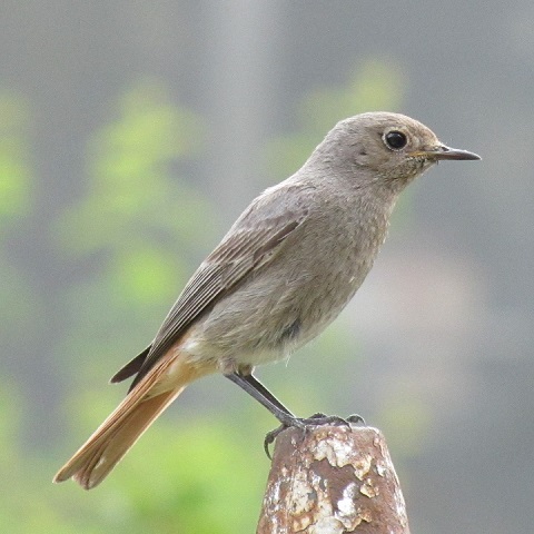 BLACK REDSTARTS