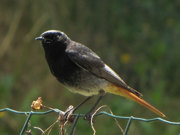 BLACK REDSTARTS