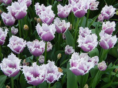 LP 2009 Keukenhof